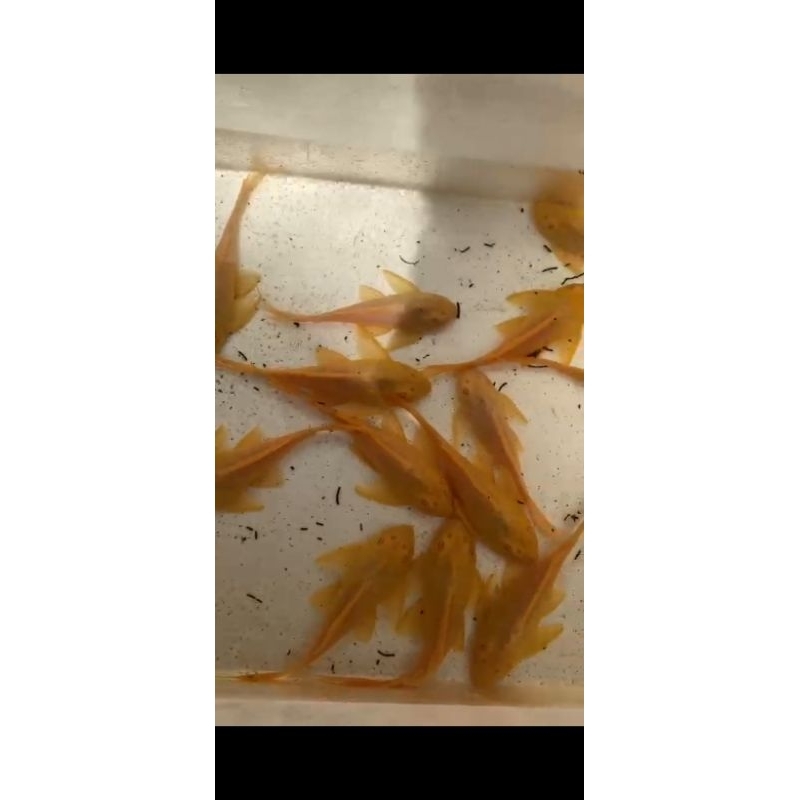 ikan sapu2 albino/gibbycep
