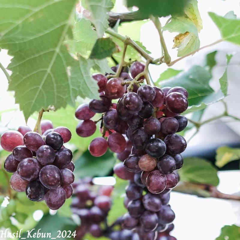 Bibit Anggur Import Jupiter // Bibit Anggur Jupiter