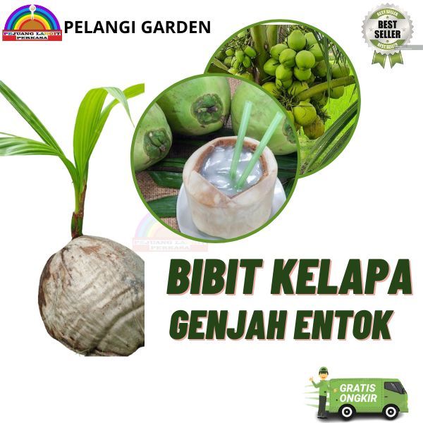 Pohon Kelapa Unggul, Pohon Kelapa Berbuah, Pohon Kelapa Genjah, Pohon Kelapa Terbaik
