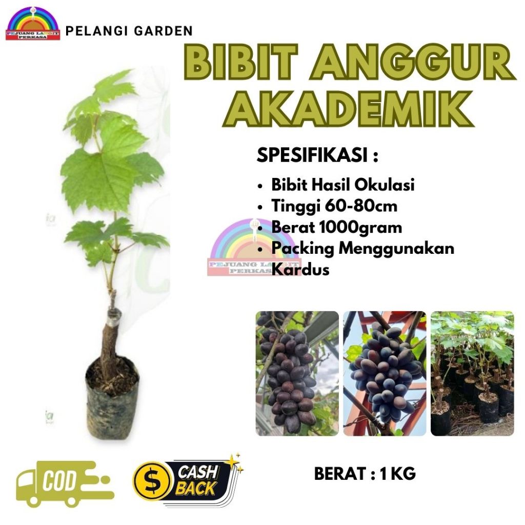 Bibit Anggur Akademik, Bibit Anggur Akademik Unggul, Bibit Anggur Akademik Super Manis