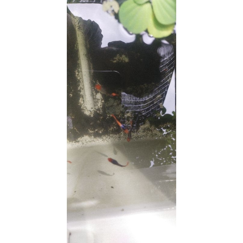 

G,L lukisan Guppy texsedo koi (mata hitam)