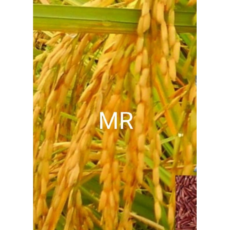Jual benih padi beras merah khusus bibit pilihan 1 kg