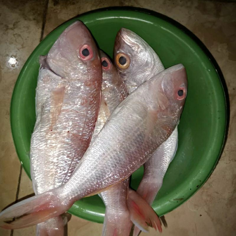 

KUNIRAN FRESH/ Kuniran bubut MASIH BARU/SETIAP HARI BELANJA