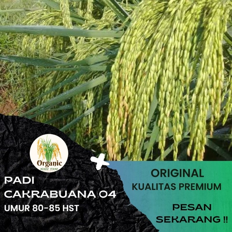 BENIH PADI PREMIUM CAKRABUANA 04 KEMASAN 5KG