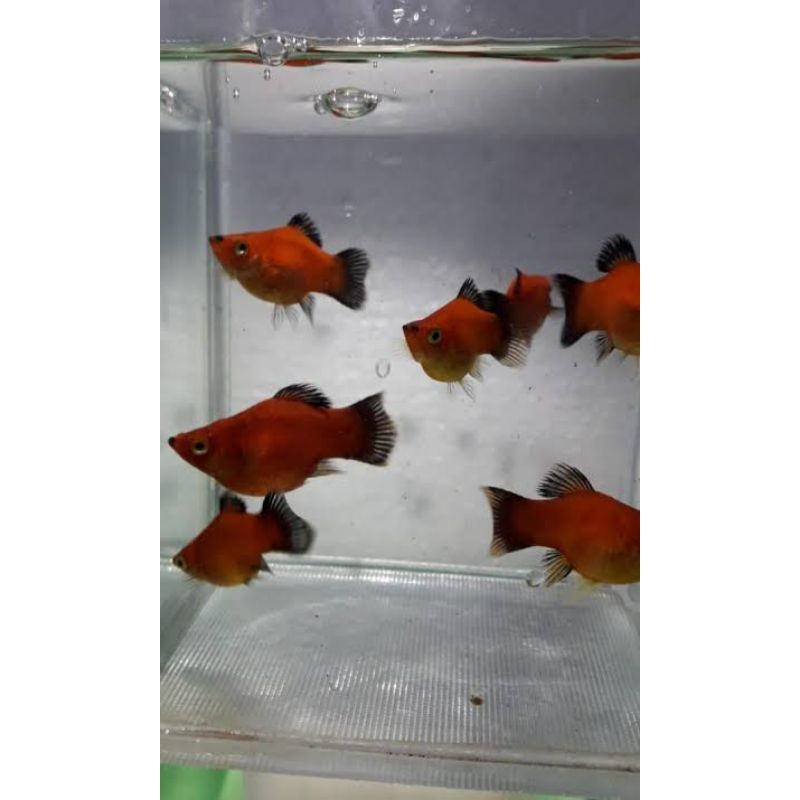 IKAN HIAS AQUASCAPE MOLLY/ JENIS JENIS IKAN AQUASCAPE MOLLY SANTA , MOLLY GOLDEN BLACK , MOLLY CORAL