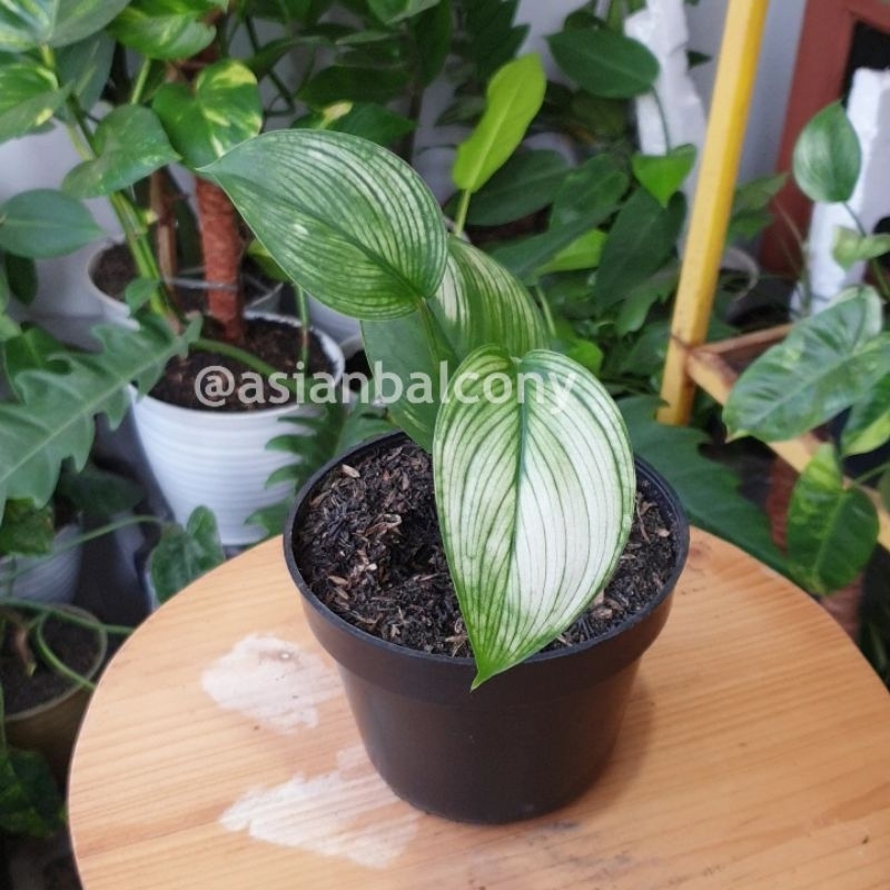 Scindapsus White Monster | Tanaman hias aroid di pot