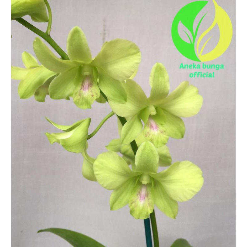 BUNGA ANGGREK DENDROBIUM HIJAU / TANAMAN HIAS POHON SEEDLING ANGGREK DENDROBIUM HIJAU