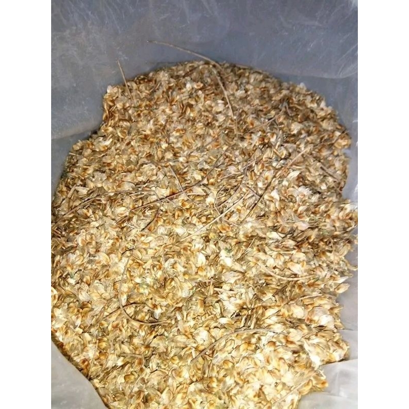 Biji Cemara laut 500gr