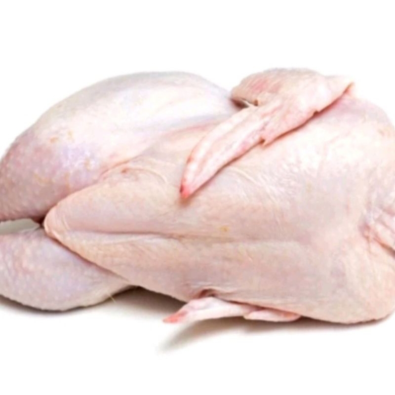 

ayam broiler/ayam tua berat 1,8kg-2kg