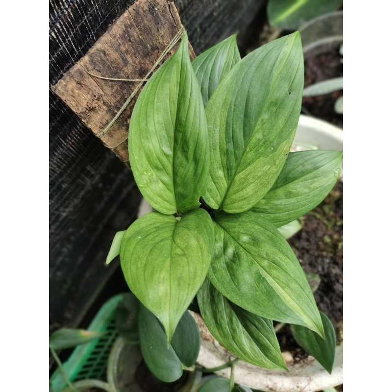 rhaphidophora varigata / tanaman hias merambat