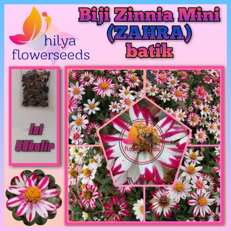 Biji Zinnia mini (ZAHRA) batik