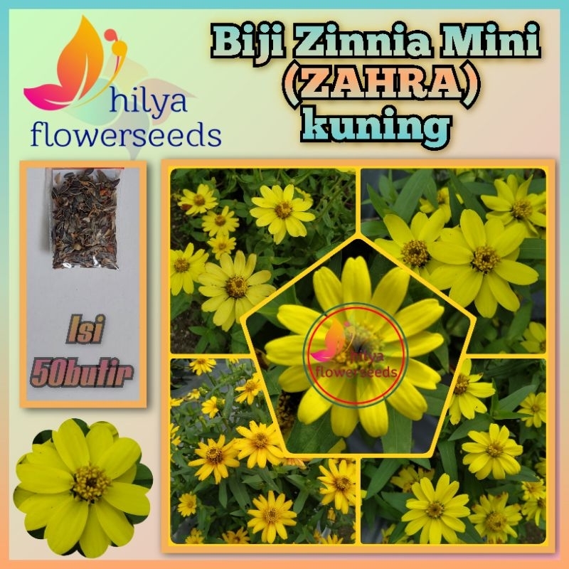 Biji Zinnia mini (ZAHRA)Kuning