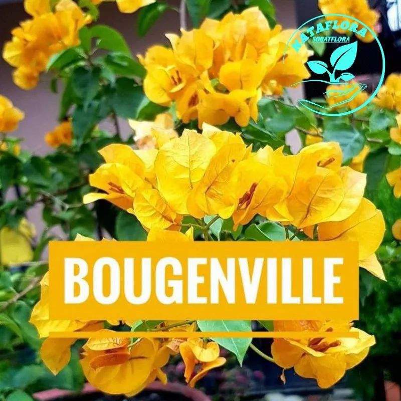 Tanaman hias bugenvil warna yellow - bugenvil