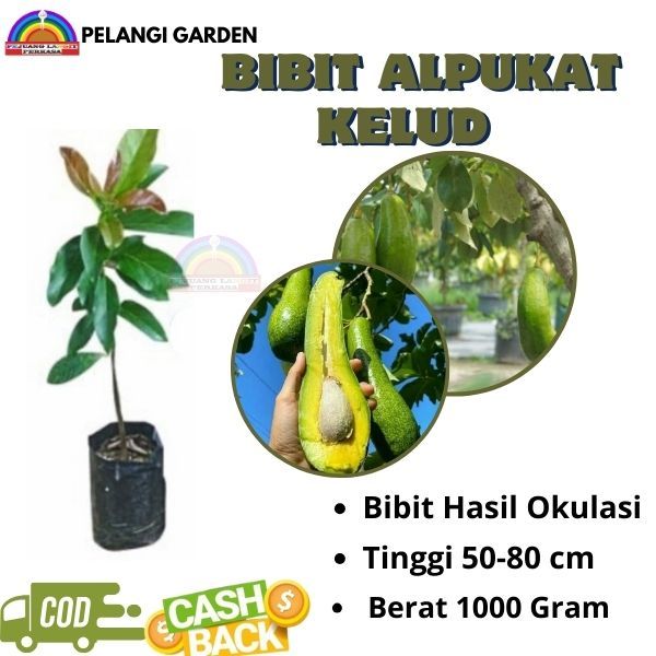 Bibit Alpukat Kelud, Bibit Alpukat Kelud Berbuah, Bibit Alpukat Kelud Super Manis