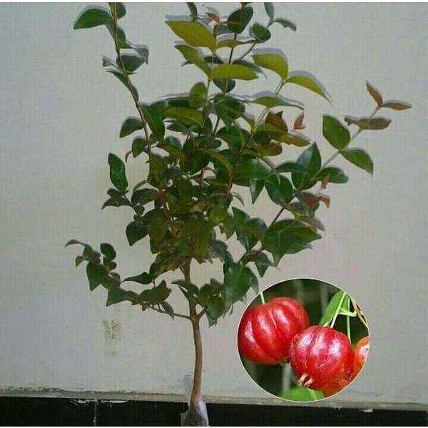 Bibit Dewandaru atau Cermai Belanda Super