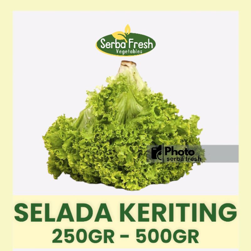 

SELADA KERITING | 250GR & 500GR | SERBA FRESH