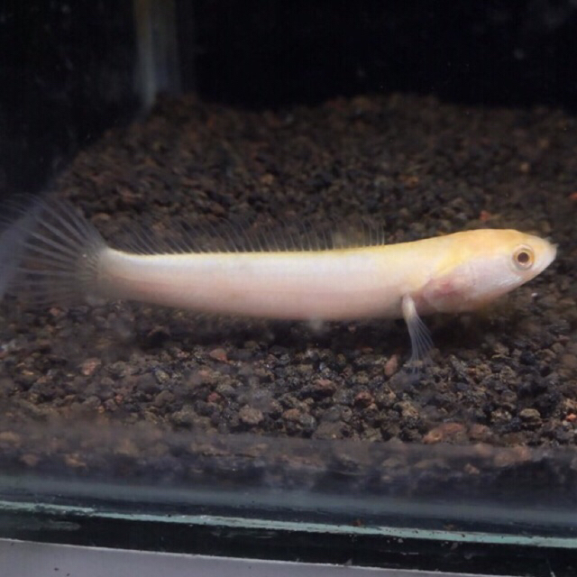 Limbata Golden Xhantic