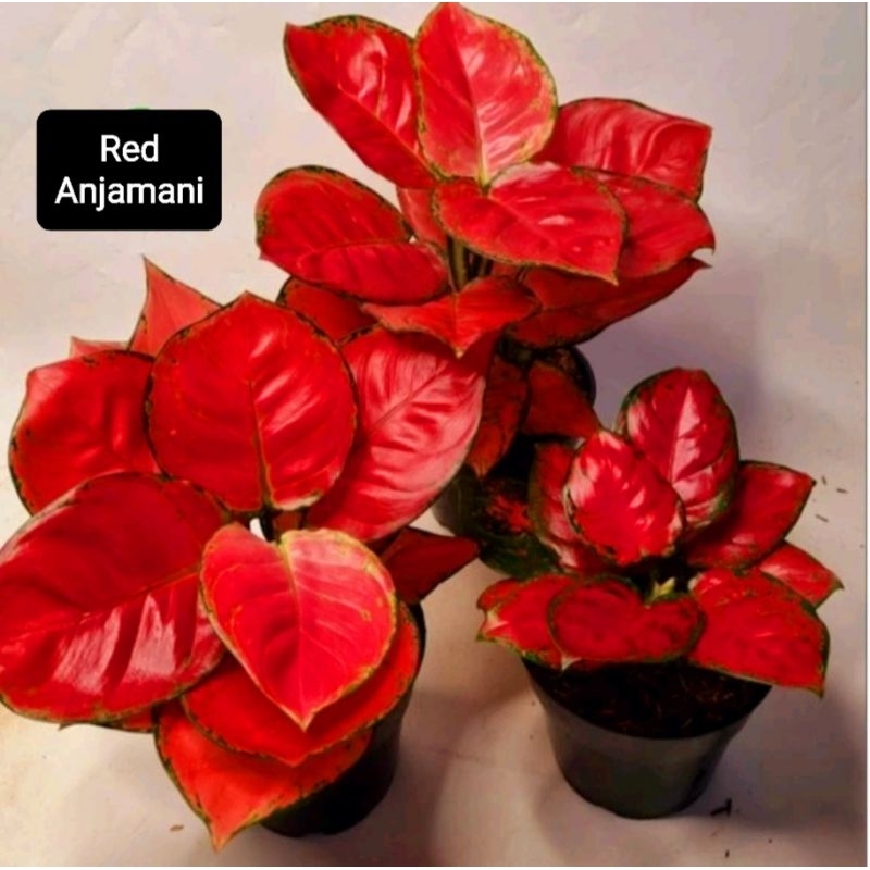 Aglonema Red Anjamani Merah merona (Tanaman hias aglaonema Red Anjamani roset) - tanaman hias hidup - bunga hidup - bunga aglonema - aglaonema merah - aglonema merah - aglaonema murah - aglaonema murah