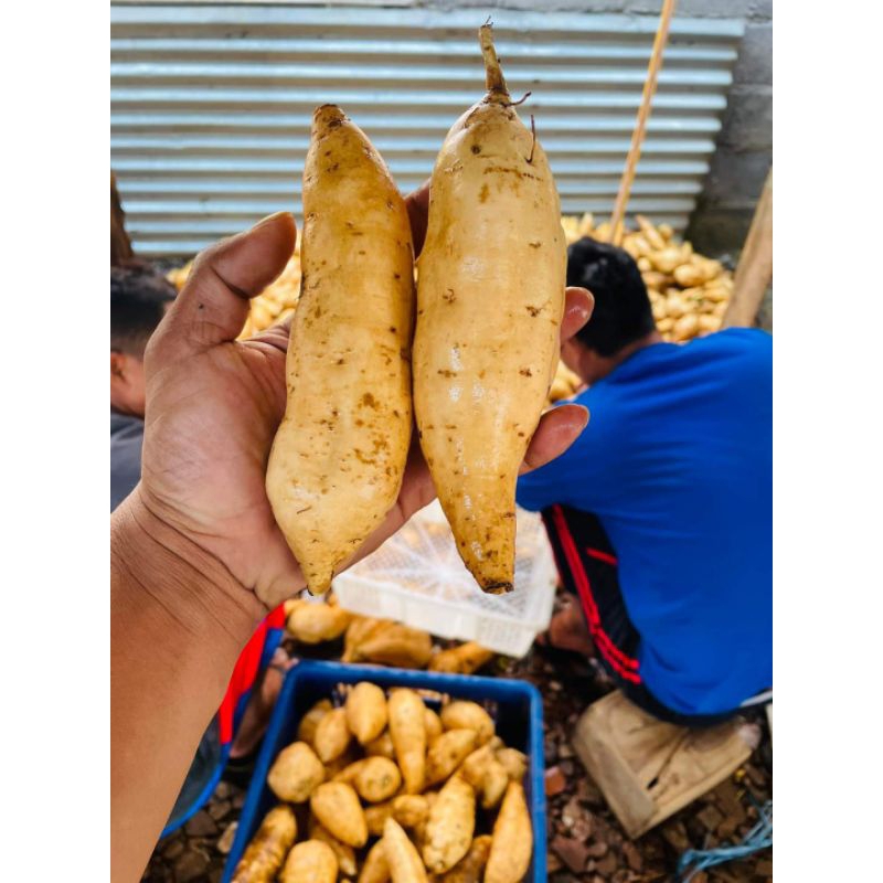 

UBI MADU CILEMBU MENTAH 1 KG