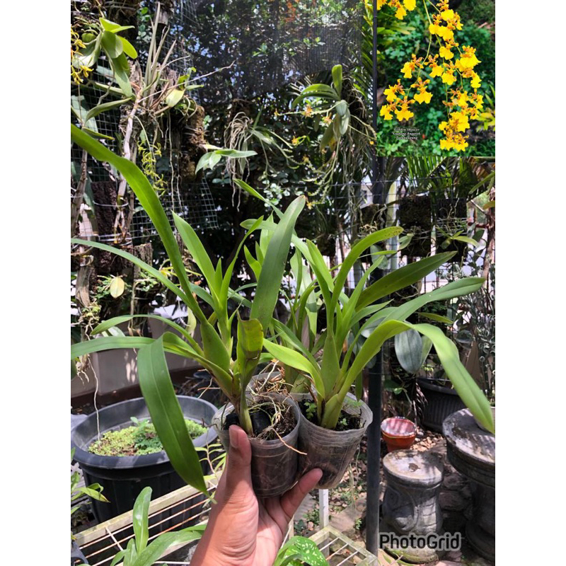 Paket Oncidium Golden Shower Murmer