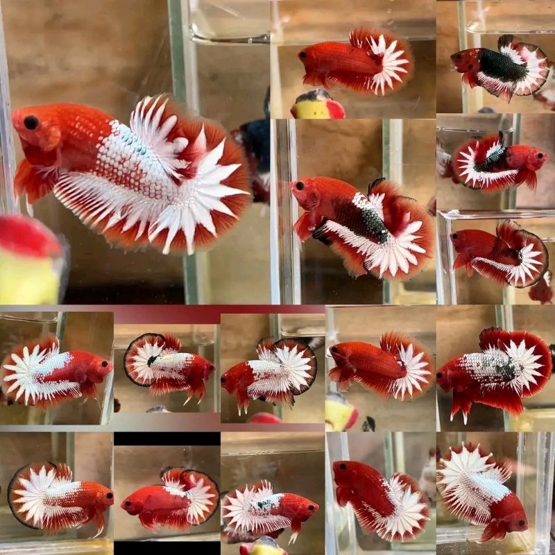 1pair jenior fccp startail ori vietnam