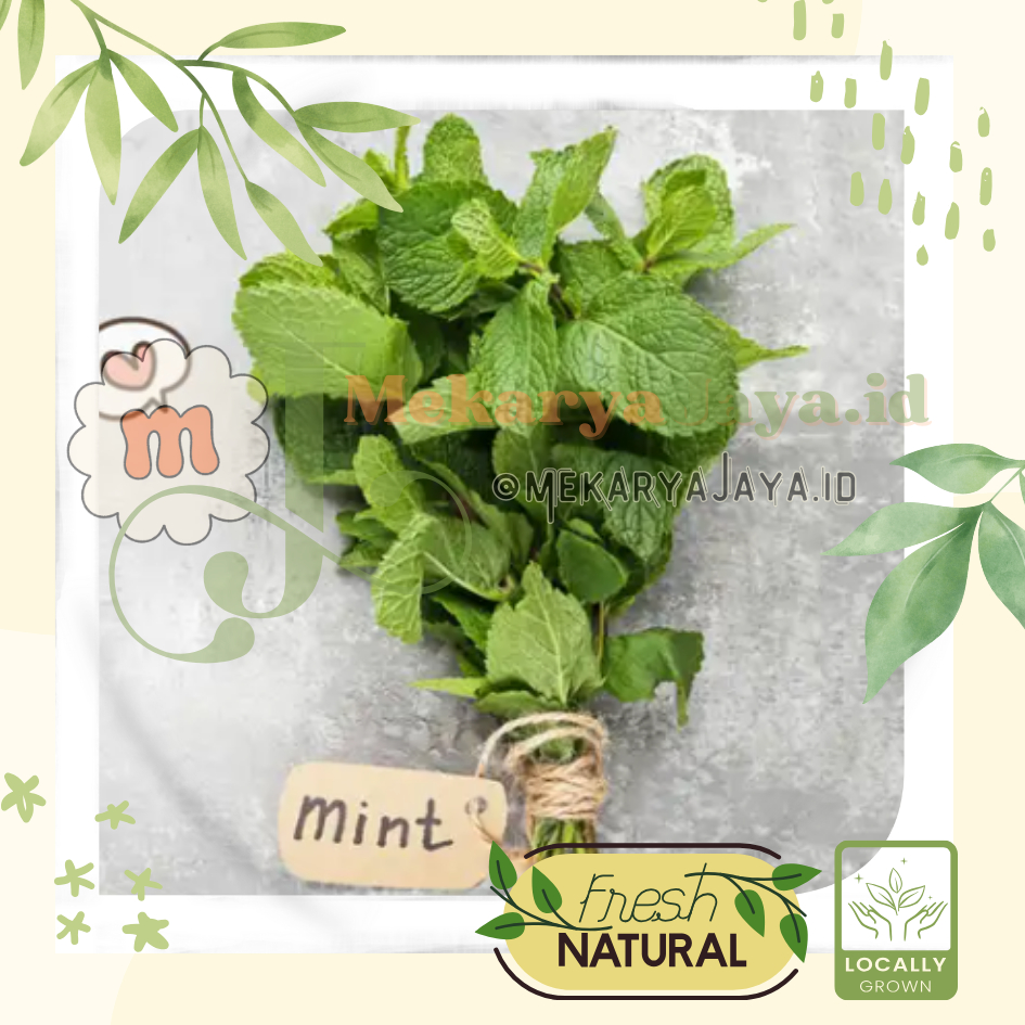 

[MJ-Fresh] - Daun Mint Segar 1 Ikat / Pepermin Leaf Fresh