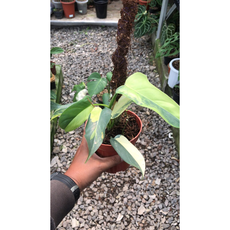 Philodendron Violin varigata