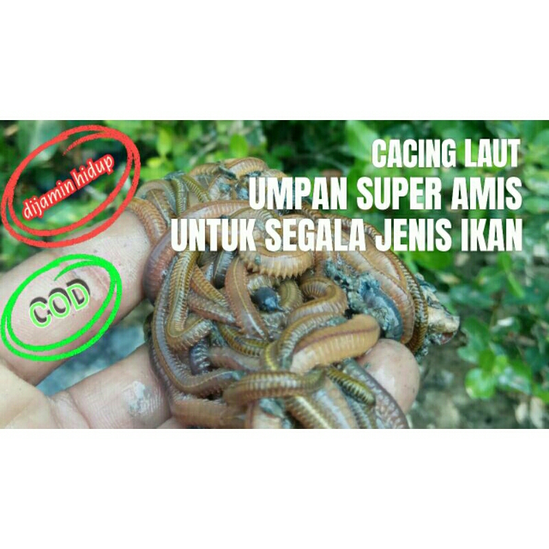 cacing laut umpan alam super gacor