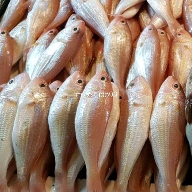

IKAN KERISI SEGAR FRESH IKAN LAUT TERIBANG KRISI KURISI FISH TRISI SEAFOOD TERISI GURISI