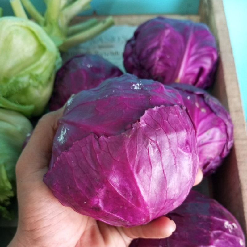 

Kol Ungu Fresh Brastagi