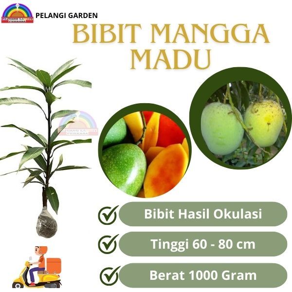 Bibit Mangga Madu, Buah Mangga Madu Super Manis, Bibit Mangga Madu Unggul, Bibit Mangga Madu Unggula