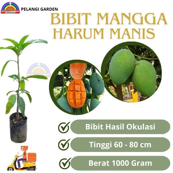 Bibit Mangga Harum manis, Bibit Mangga Manis Harum manis , Buah Mangga Harum manis, Pohon Mangga Der