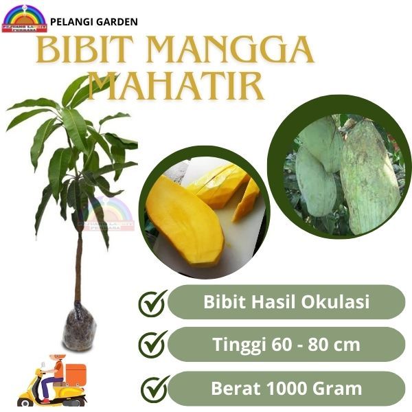 Bibit Mangga Mahatir, Bibit Mangga Manis Mahatir, Bibit Mangga Berbuah, Bibit Mangga Super Manis