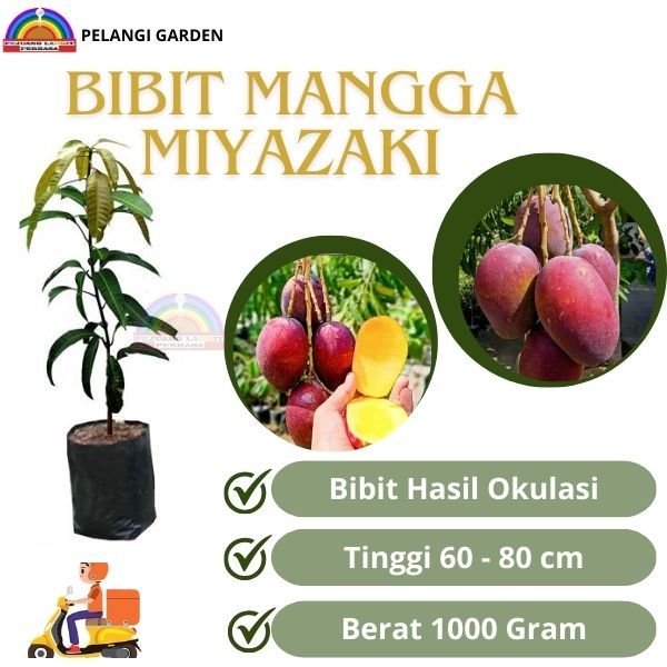 Bibit Mangga Miyazaki, Bibit Mangga Berbuah, Bibit Mangga Manis Miyazaki, Bibit Mangga Terbaik