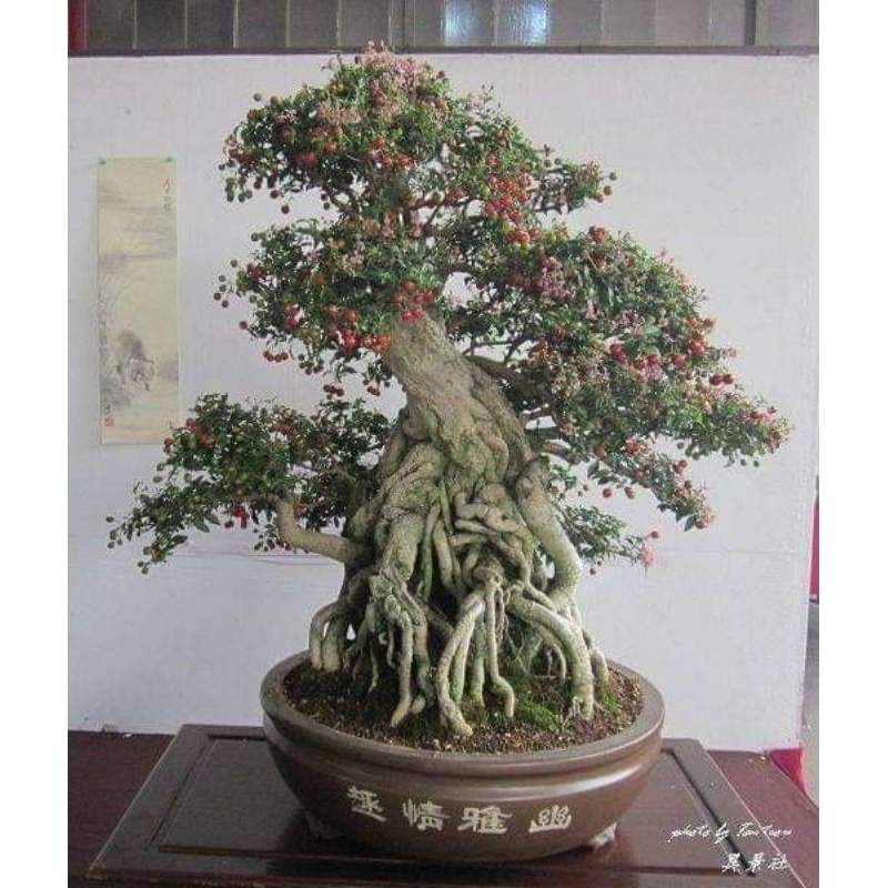 Bonsai sakura mikro uk sedang akar jadi