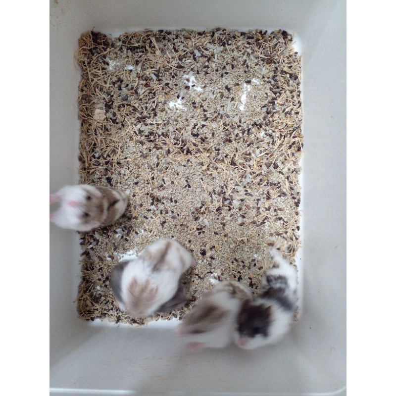 mainan hamster campbell area solo kirim ojek online