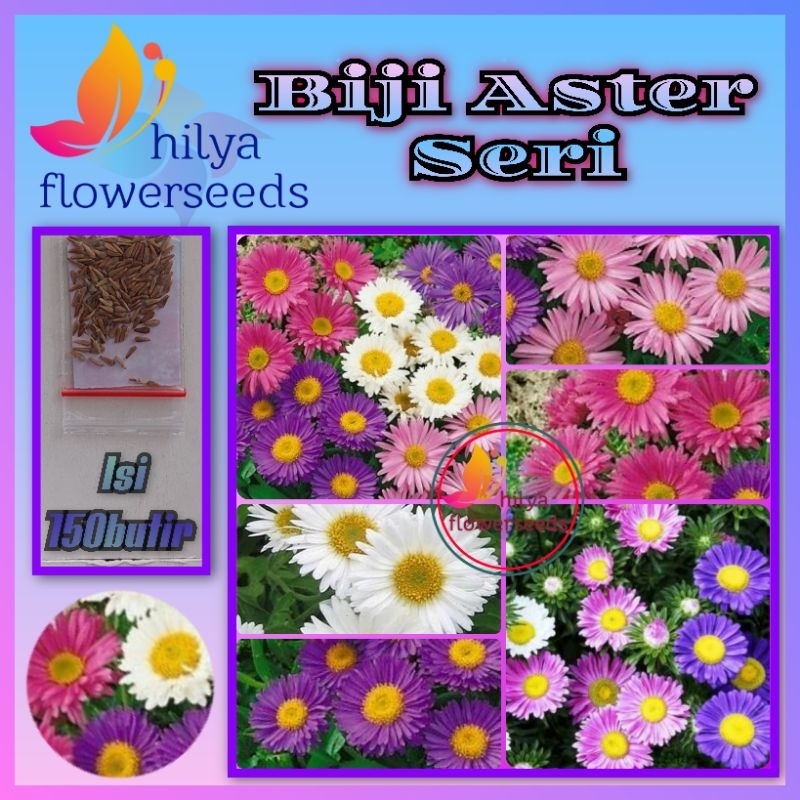 Biji Benih Bunga Aster Seris