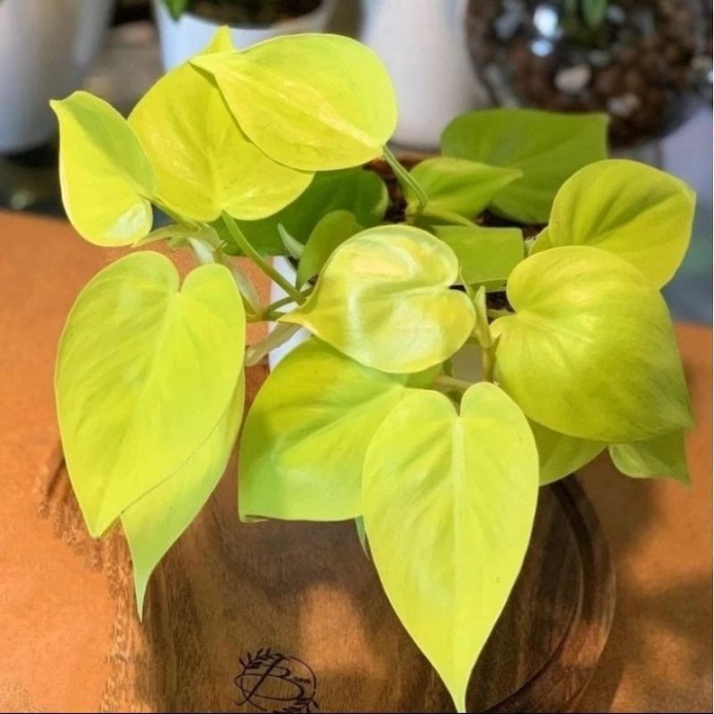 SIRIH GADING LEMON LOVE