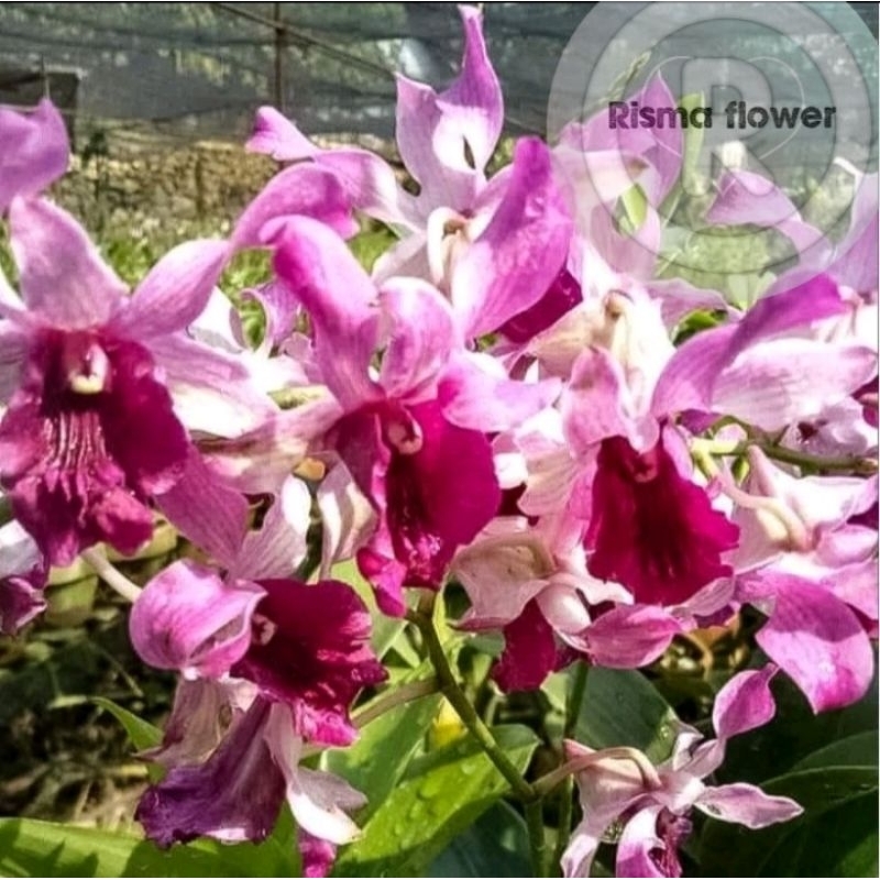BUNGA ANGGREK DENDROBIUM JUMBO KERITING UNGU DEWASA / TANAMAN POHON ANGGREK DENDROBIUM JUMBO DEWASA
