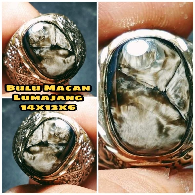 Natural bulu macan lumajang