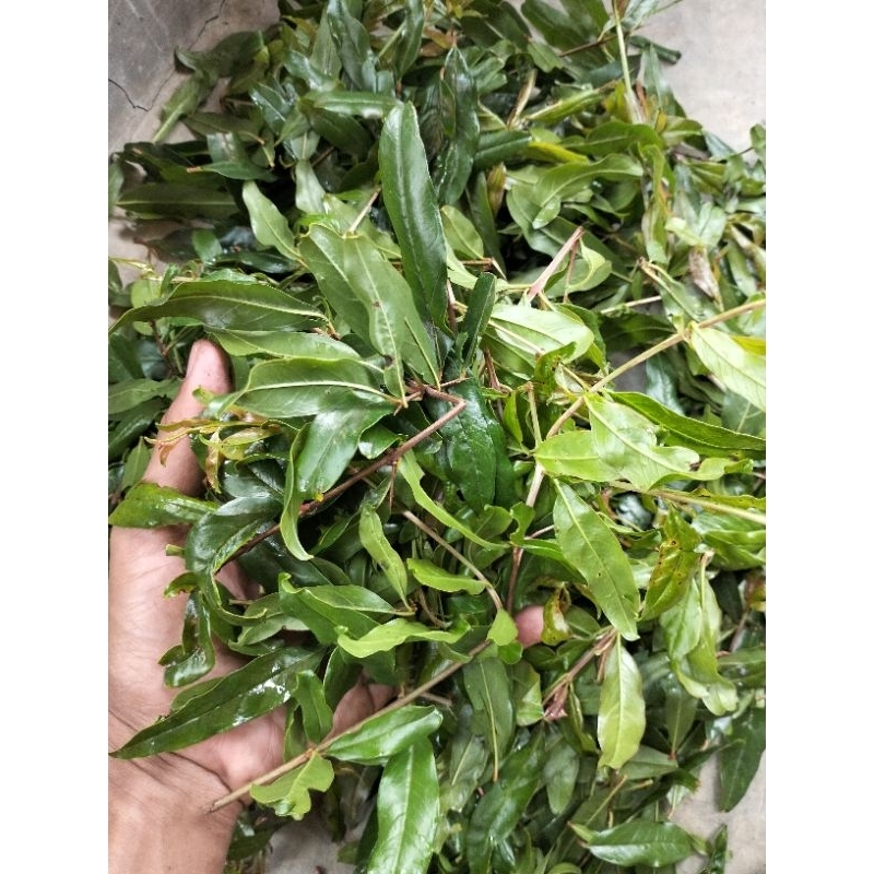 

DAUN DELIMA FRESH LANGSUNG PETIK HERBAl UNTUK SISTEM KEKEBALAN TUBUH