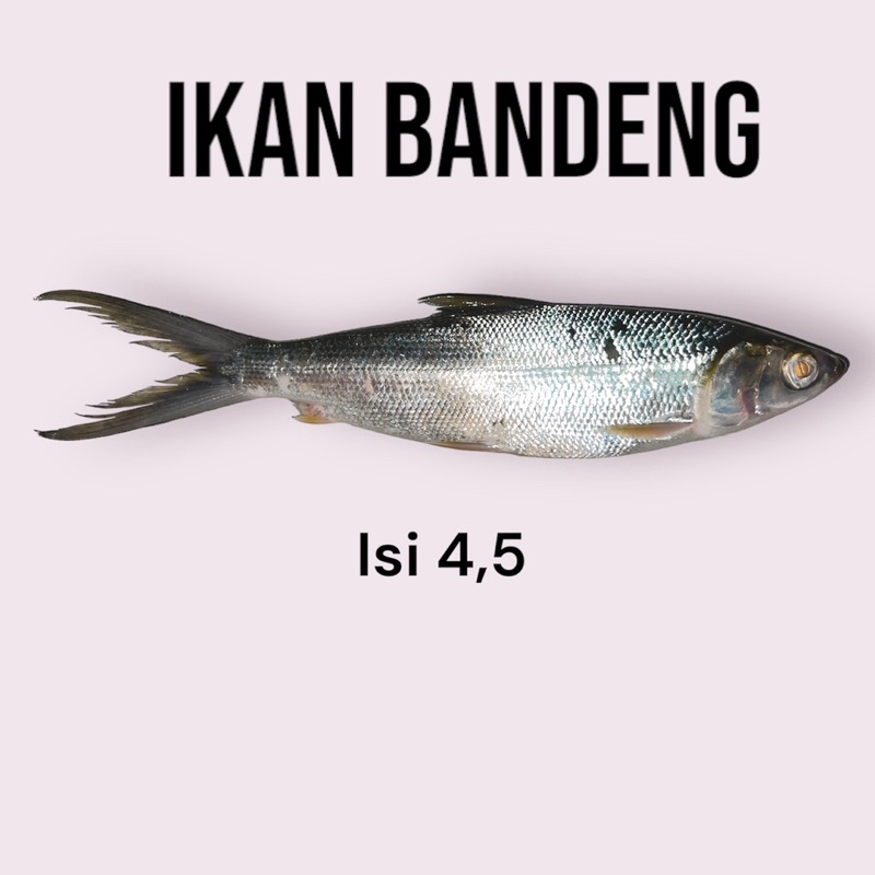 

ikan bandeng segar isi 4,5