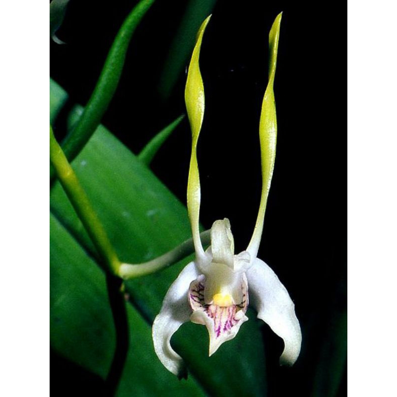 DENDROBIUM ANTENNATUM (ANGGREK KELINCI)