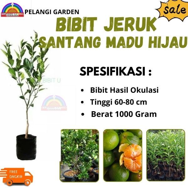 Bibit Jeruk Santang Madu Hijau, Bibit Manis Jeruk Santang Madu Hijau, Bibit Jeruk Cepat Berbuah