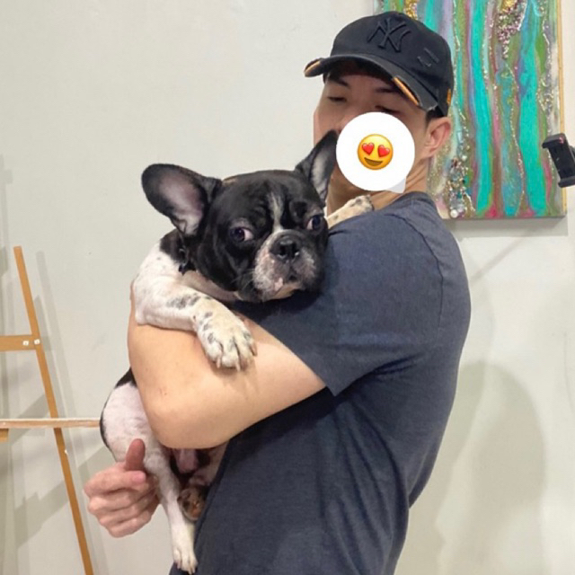 dijual anjing French Bulldog Jantan microchip Perkin