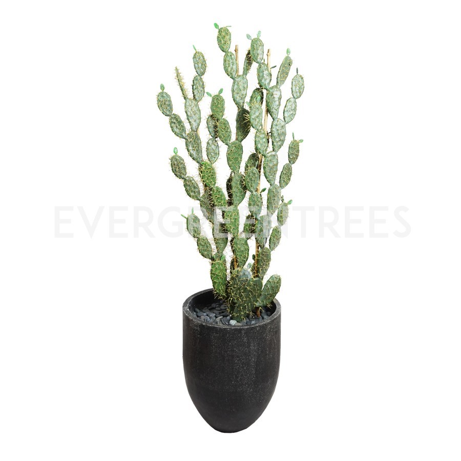Cactus Hias / Cactus Palsu / Cactus Import