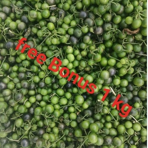 

Lenca Sayur Leunca uk ¼ kg + Gratis Bonus