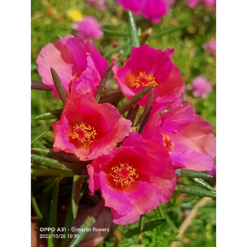 stek bunga krokot ud tiara peach