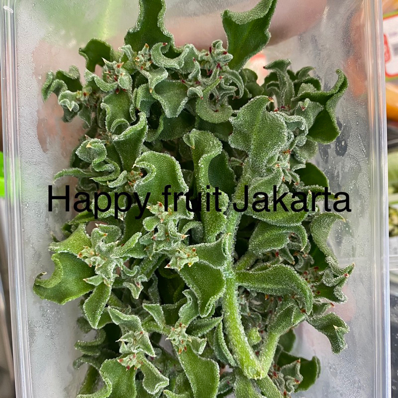 

Crystalineice plant | selada salju | lily harvest sayur ice plant pack