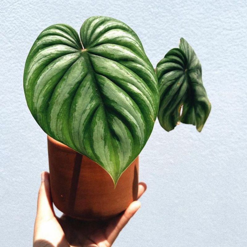 Tanaman Hias Philodendron Plowmanii ROUND FORM